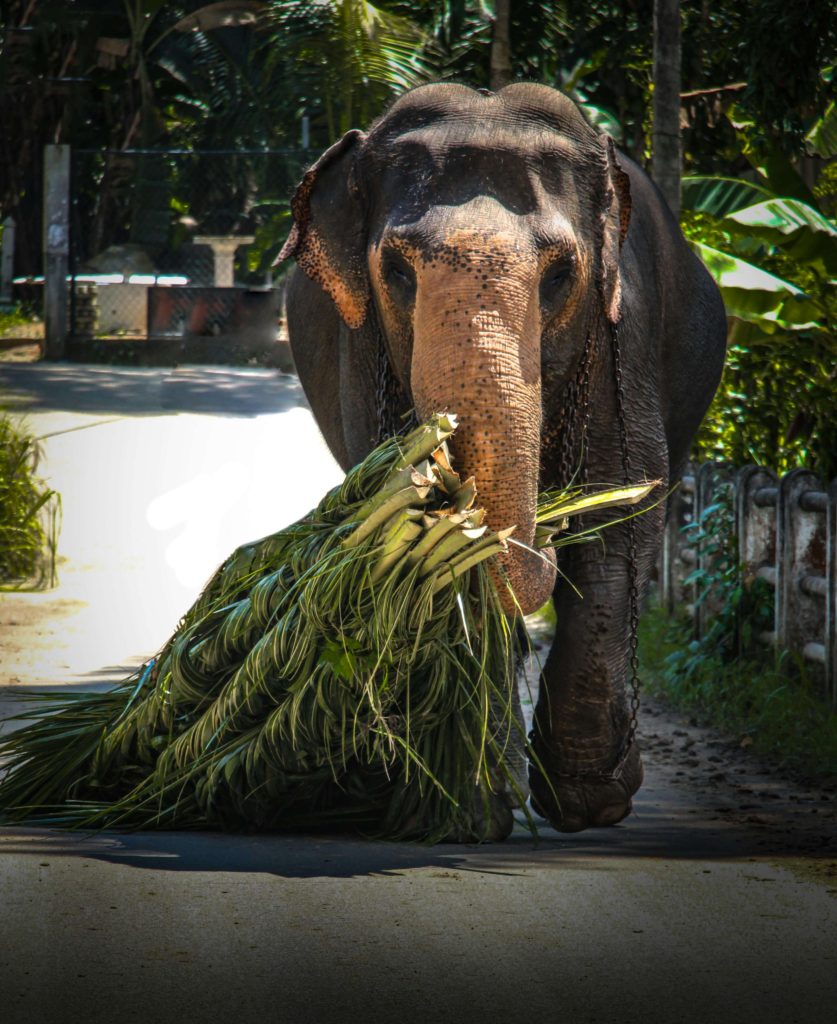 SL Anju Tours Homepage Image Gallery 1
